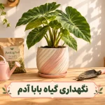 مراقبت از گیاه بابا آدم