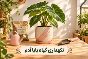 مراقبت از گیاه بابا آدم