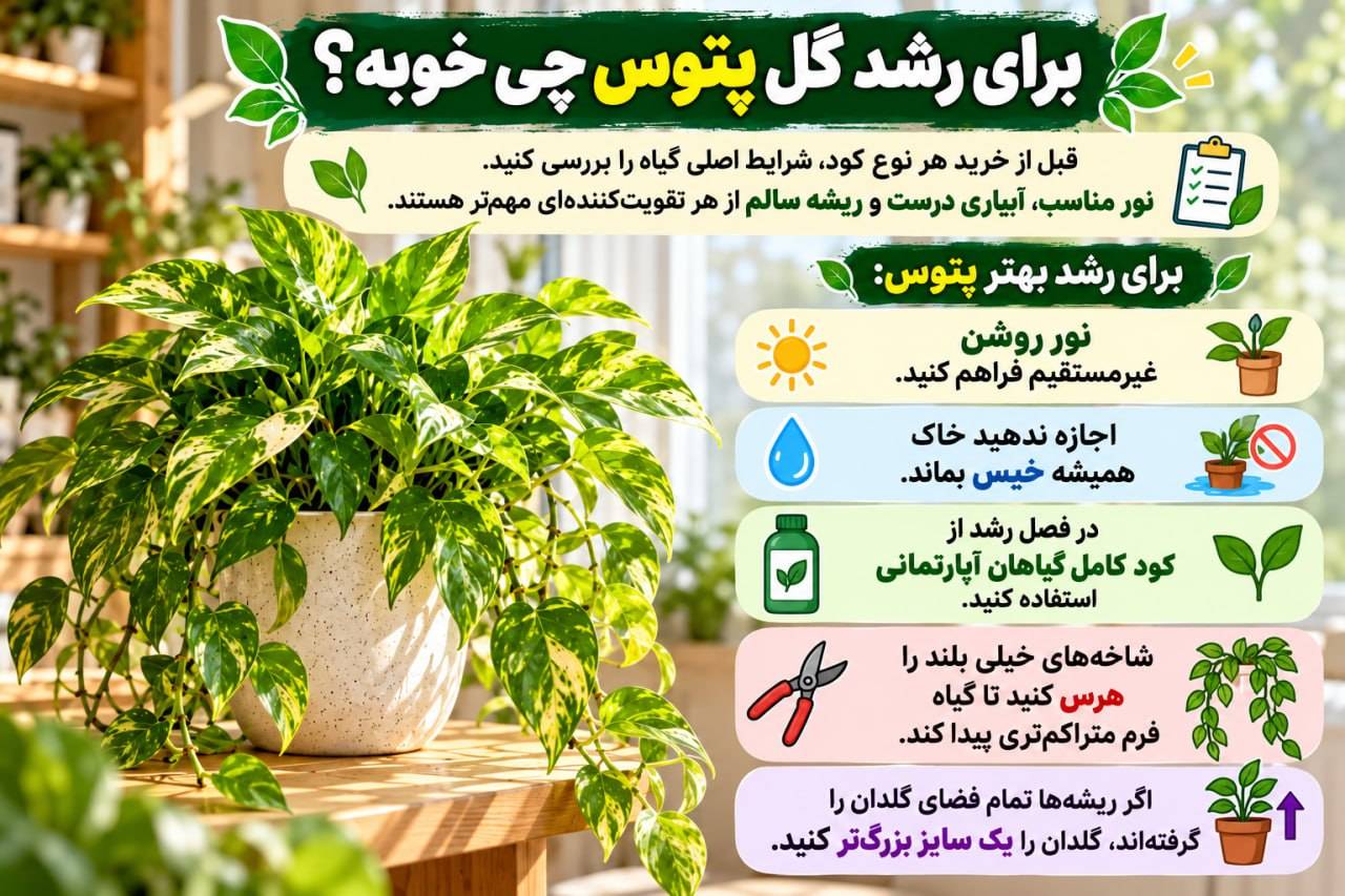 روش نگهداری گیاه پتوس + راز رشد انفجاری گل پتوس رشد گل پتوس