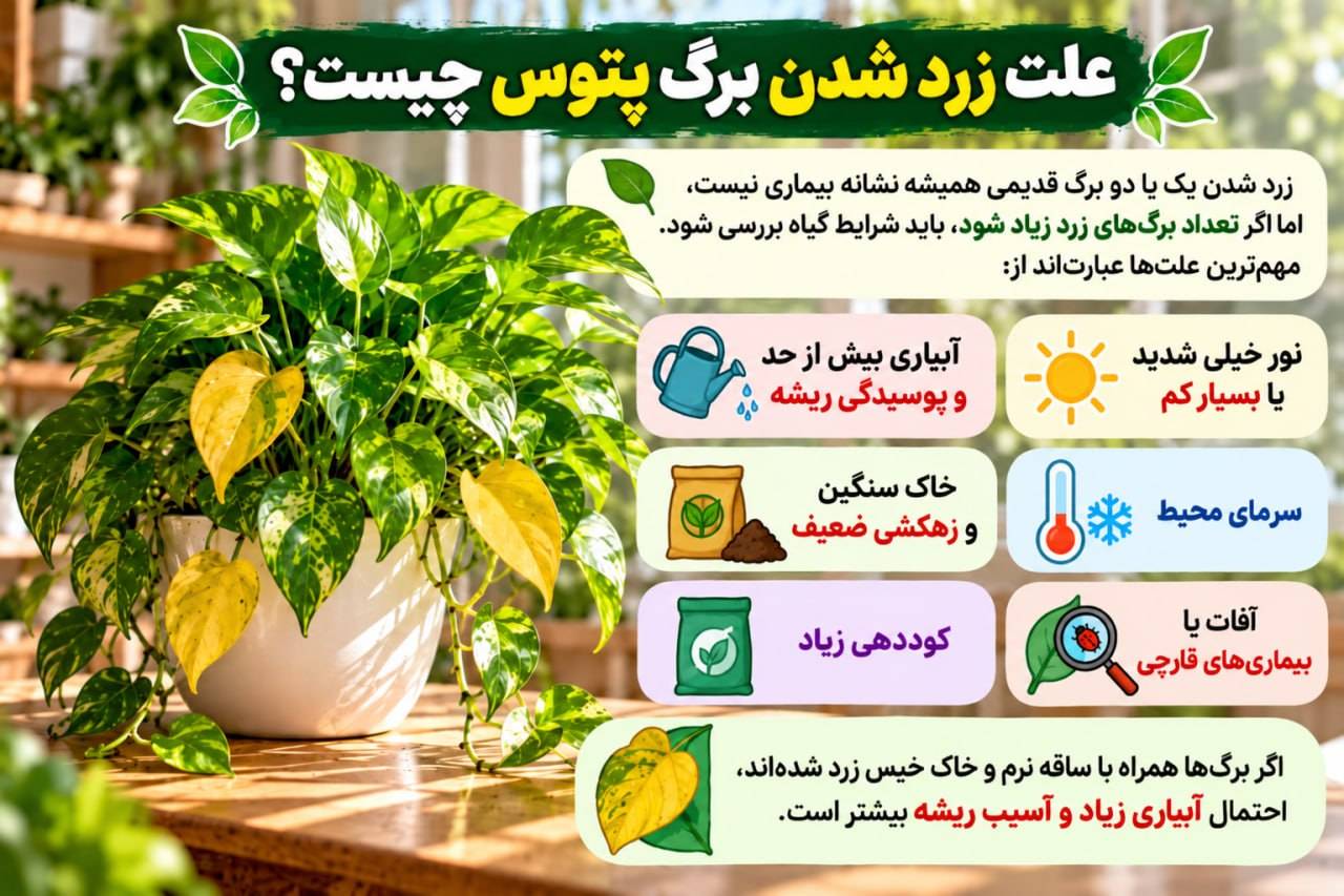 روش نگهداری گیاه پتوس + راز رشد انفجاری گل پتوس علت زرد شدن پتوس