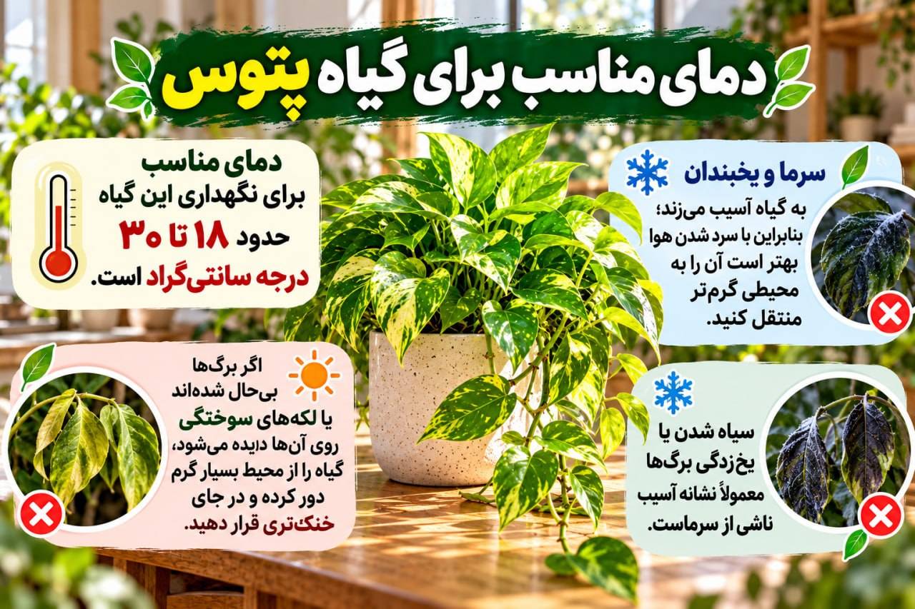 روش نگهداری گیاه پتوس + راز رشد انفجاری گل پتوس دمای مناسب پتوس