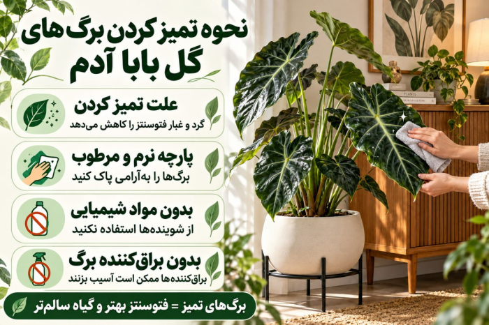مراقبت از گیاه بابا آدم