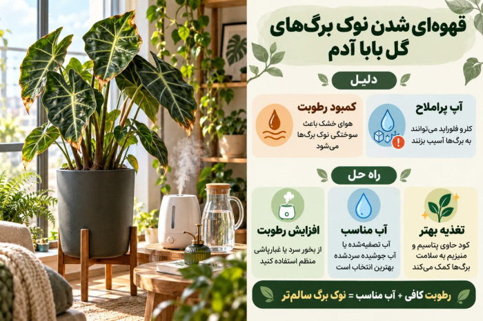 مراقبت از گیاه بابا آدم