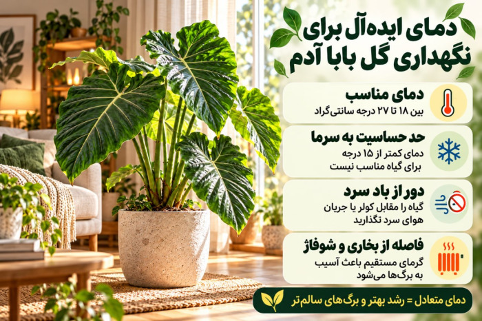 مراقبت از گیاه بابا آدم