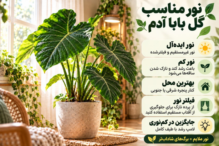مراقبت از گیاه بابا آدم