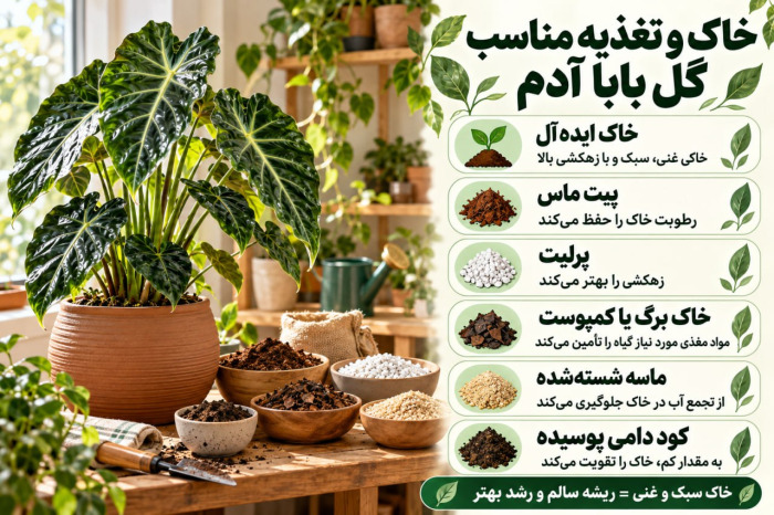 مراقبت از گیاه بابا آدم