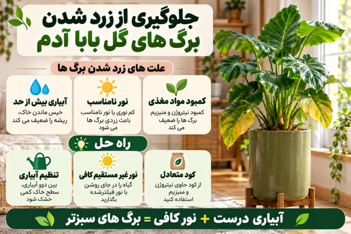مراقبت از گیاه بابا آدم