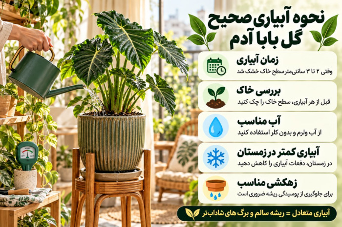 راهنمای نگهداری گل بابا آدم در خانه و رفع مشکلات برگها